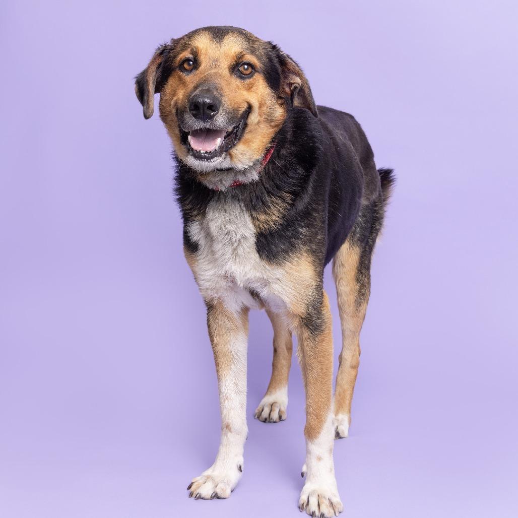 Enlarge Navy, a Adoptable Mixed Breed in Franklin, TN image 3/3
