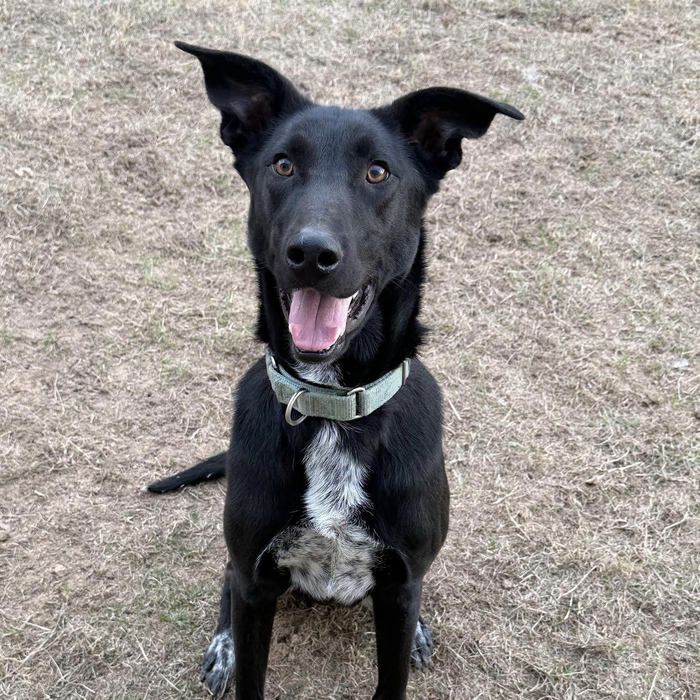 Tripp — thumbnail 3