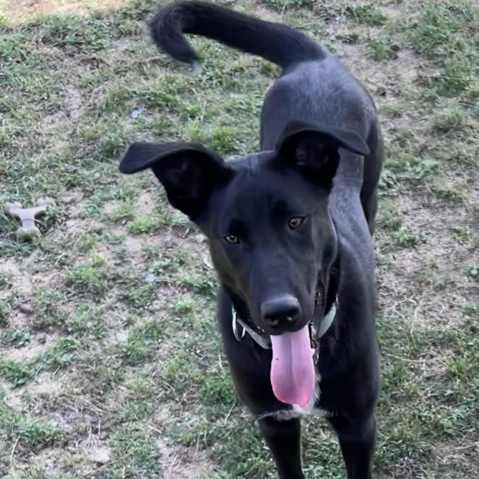 Tripp — thumbnail 4