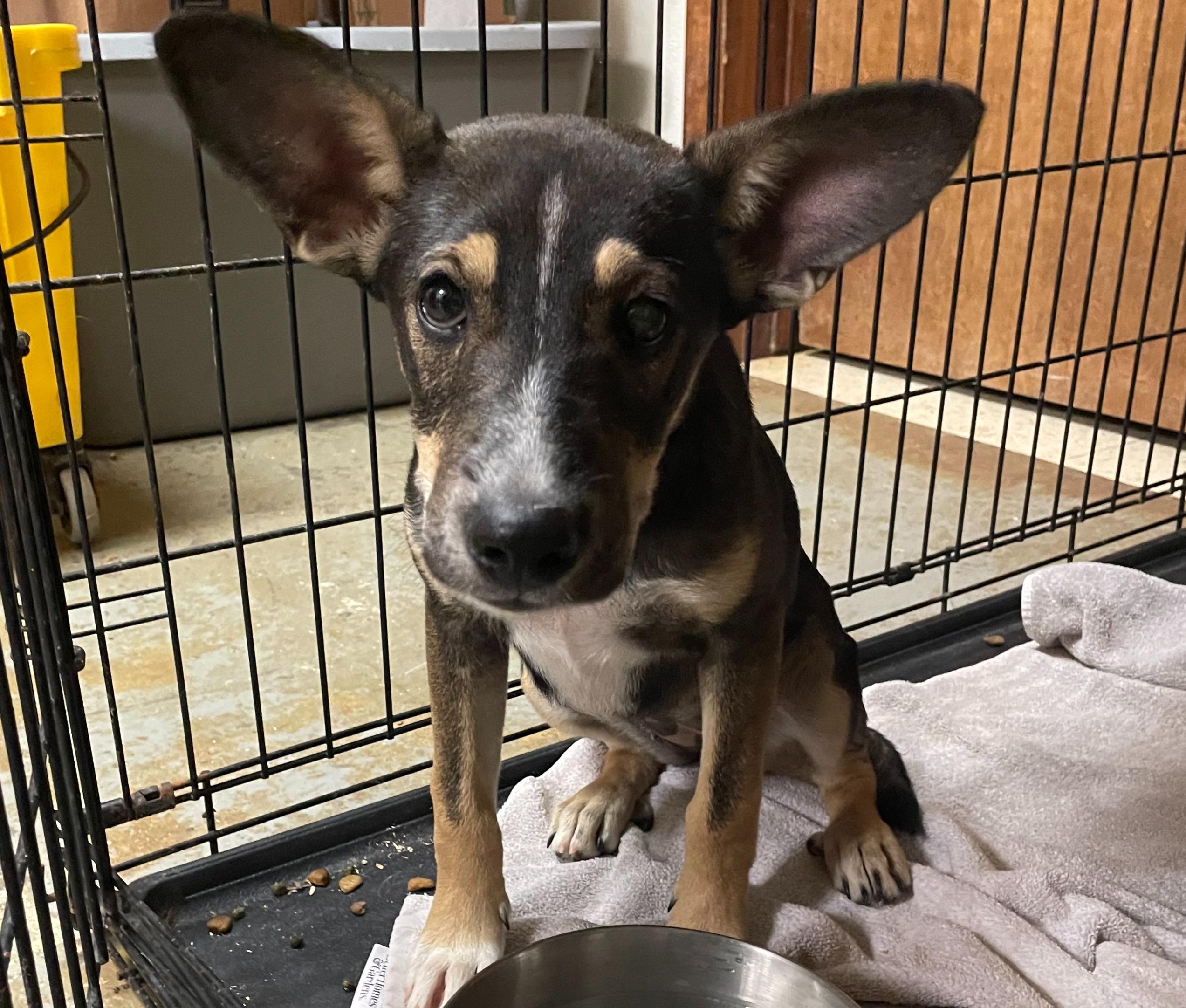 Batti, an adoptable Mixed Breed in Portales, NM, 88130 | Photo Image 1