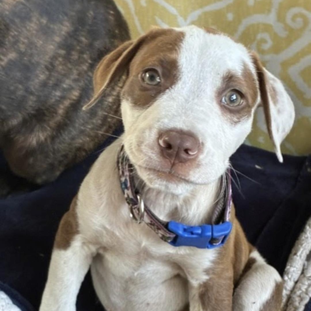 Enlarge Jack, an adopted mixed breed in Myrtle Beach, SC image 2/2