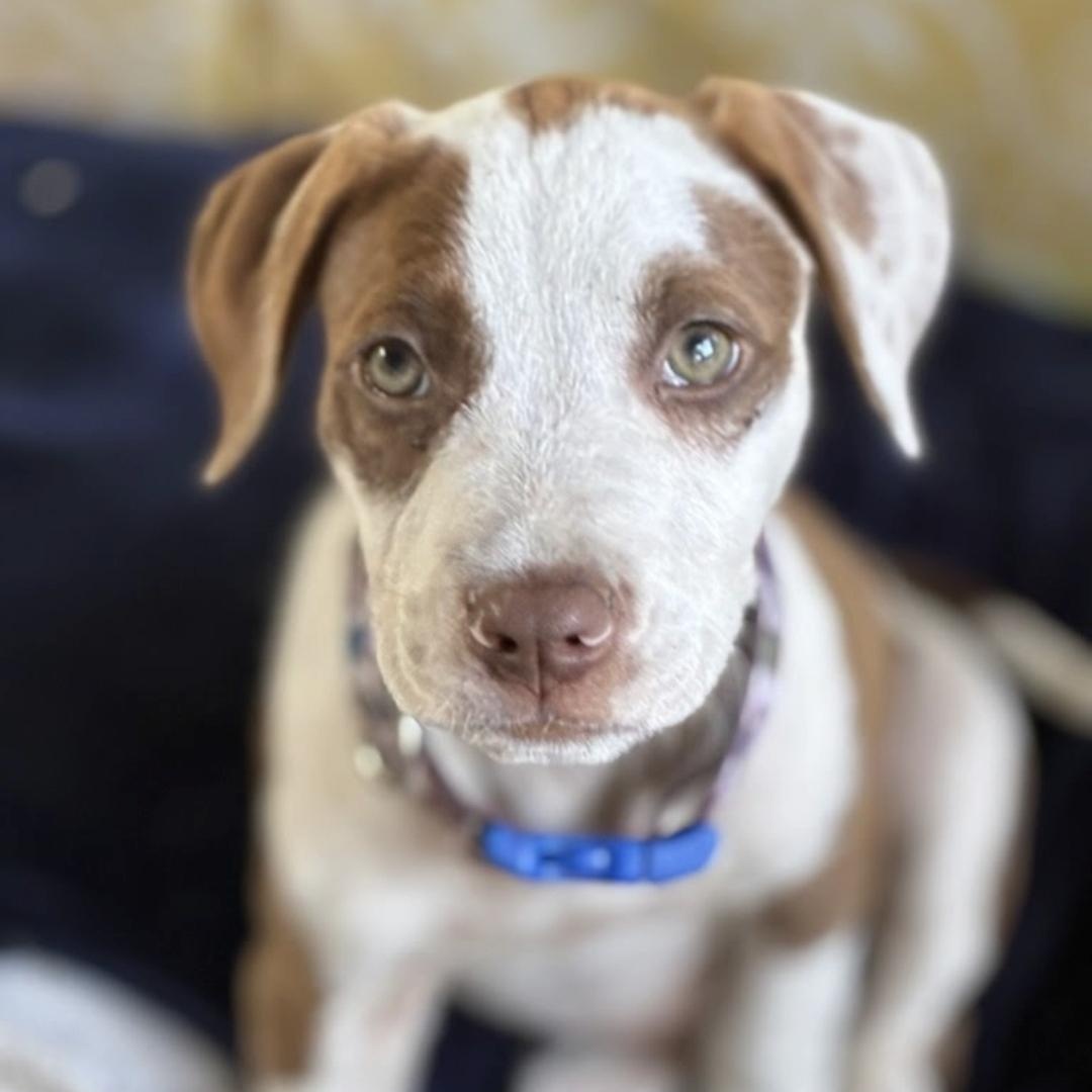 Enlarge Jack, an adopted mixed breed in Myrtle Beach, SC image 1/2