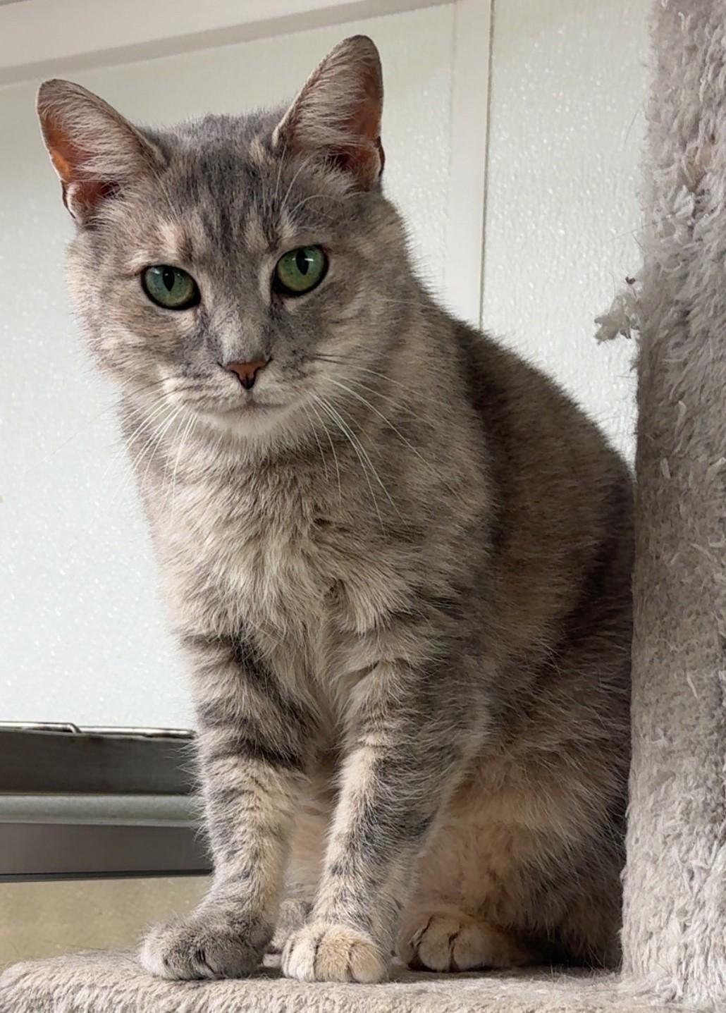 Tie-Dye, a ADOPTABLE Domestic Short Hair in Kearneysville, WV image 2/2