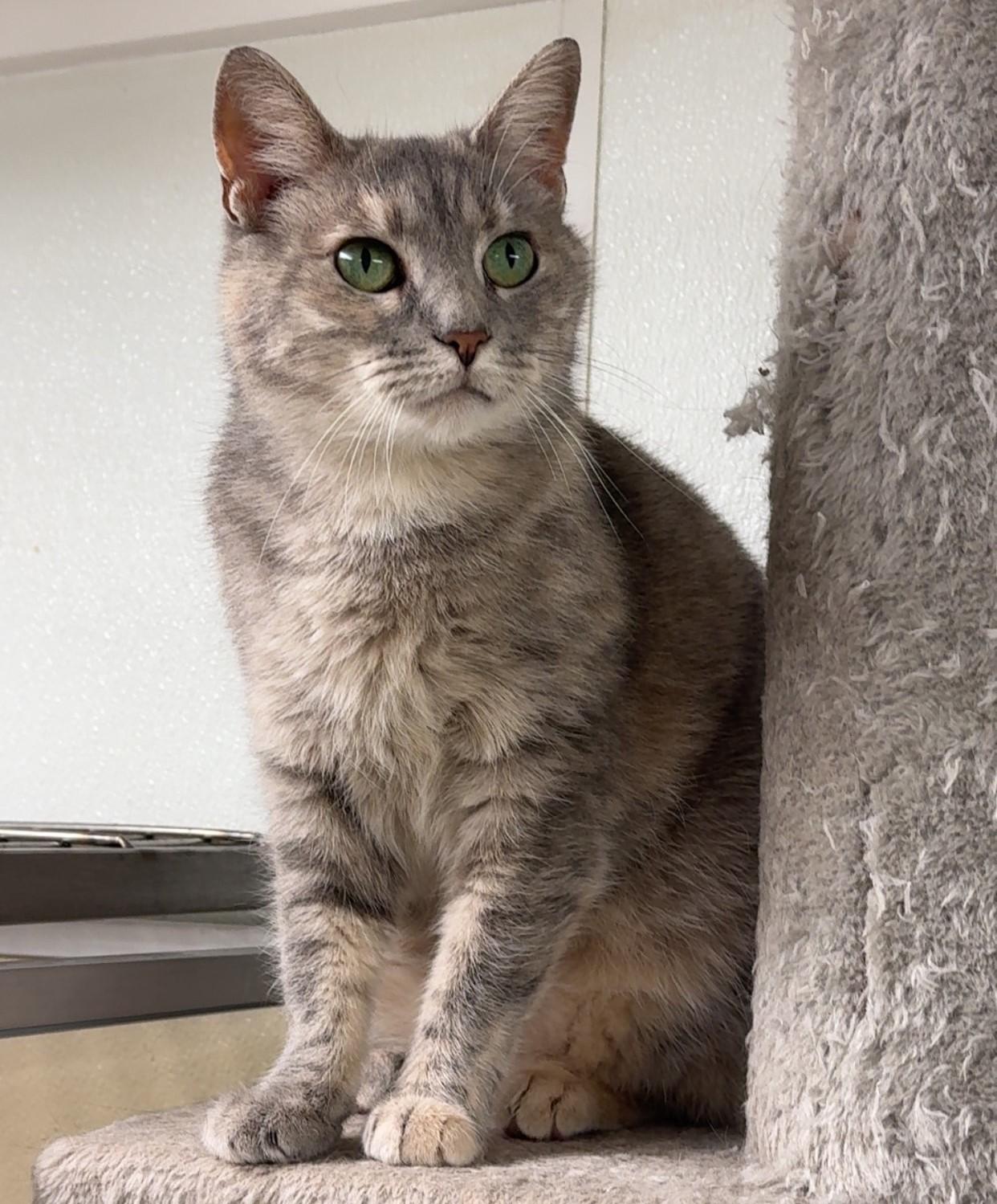 Tie-Dye, ADOPTABLE, Adult Female Domestic Short Hair.