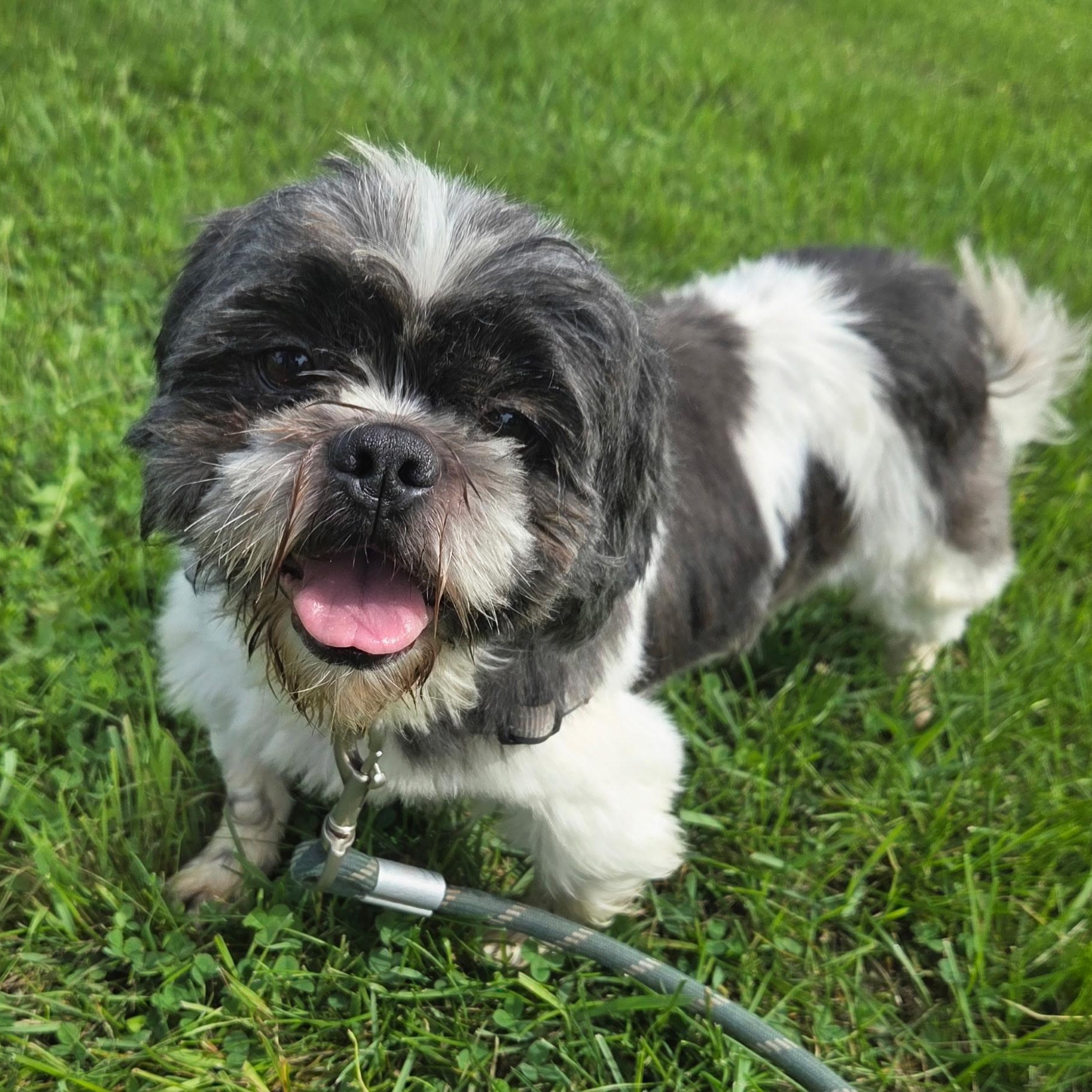 Enlarge Kona-Foster Home Needed, a Adoptable Shih Tzu in Hartland, WI image 2/6