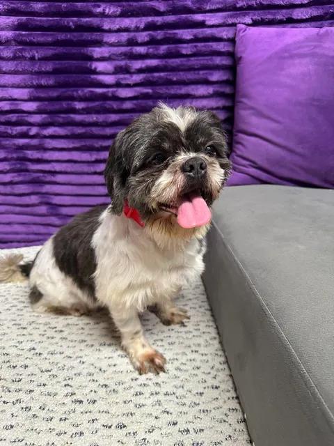 Enlarge Kona-Foster Home Needed, a ADOPTABLE Shih Tzu in Hartland, WI image 4/6