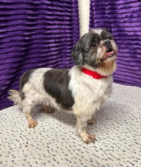 Enlarge Kona-Foster Home Needed, a ADOPTABLE Shih Tzu in Hartland, WI image 3/6