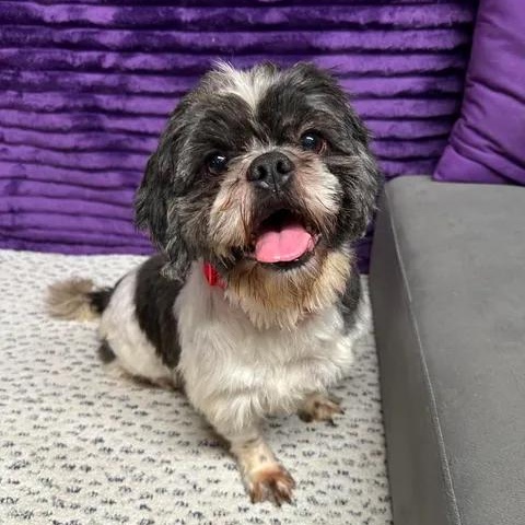 Enlarge Kona-Foster Home Needed, a ADOPTABLE Shih Tzu in Hartland, WI image 1/6
