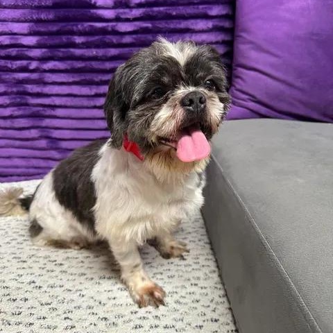 Enlarge Kona-Foster Home Needed, a Adoptable Shih Tzu in Hartland, WI image 4/6