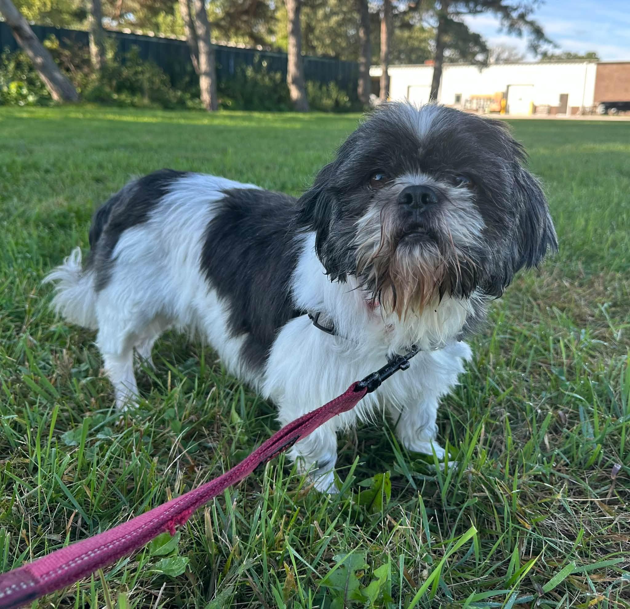 Enlarge Kona-Foster Home Needed, a Adoptable Shih Tzu in Hartland, WI image 3/6