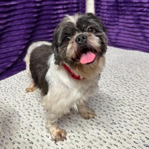 Enlarge Kona-Foster Home Needed, a ADOPTABLE Shih Tzu in Hartland, WI image 2/6