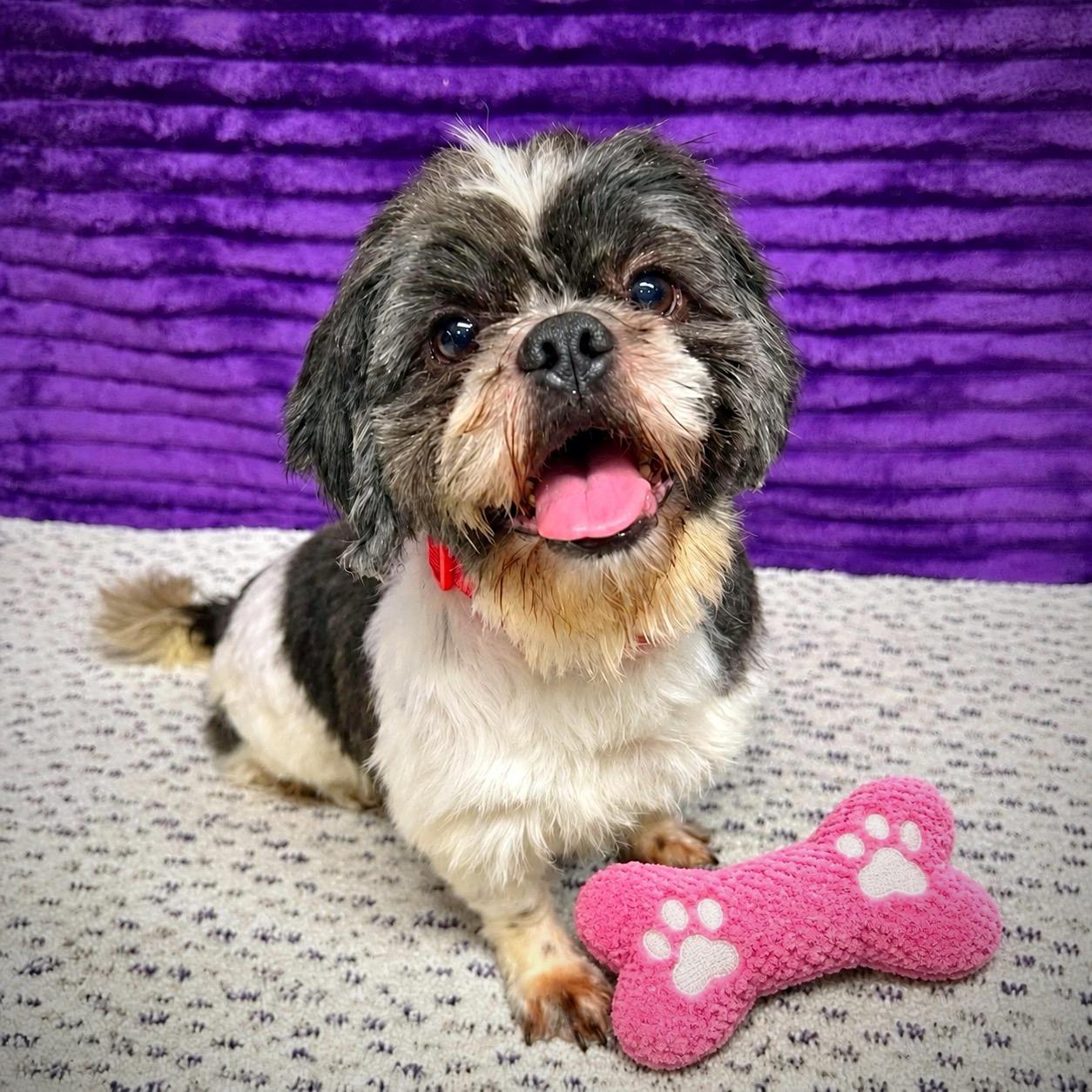 Kona-Foster Home Needed, Adoptable, Young Male Shih Tzu.