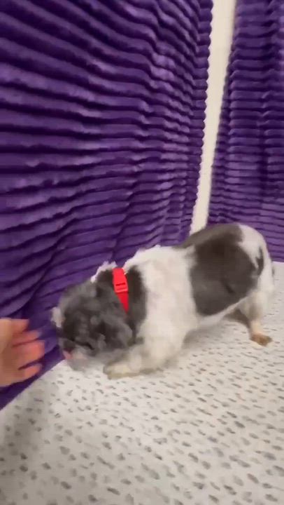 Enlarge Kona-Foster Home Needed, a ADOPTABLE Shih Tzu in Hartland, WI video 5/6