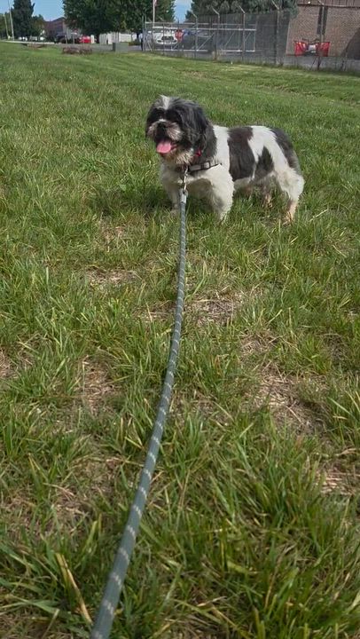 Enlarge Kona-Foster Home Needed, a Adoptable Shih Tzu in Hartland, WI video 6/6