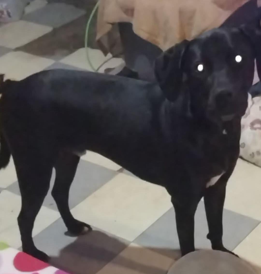 Enzo, Adoptable, Young Male Black Labrador Retriever & Great Dane.