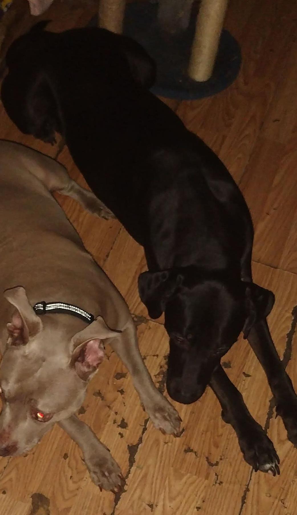 Enzo, a Adoptable mixed breed in Abbeville, SC image 2/3