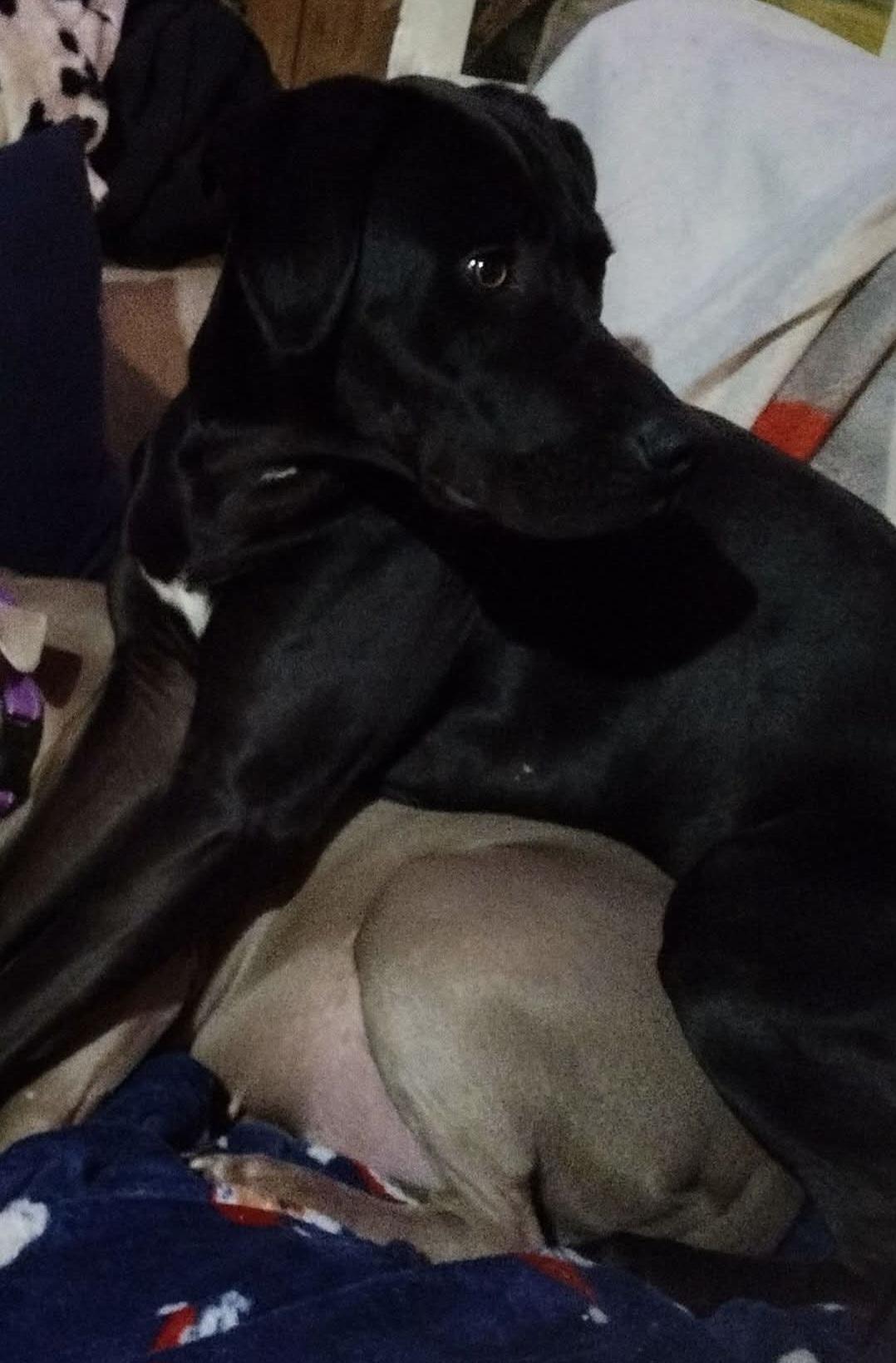 Enzo, a Adoptable mixed breed in Abbeville, SC image 3/3