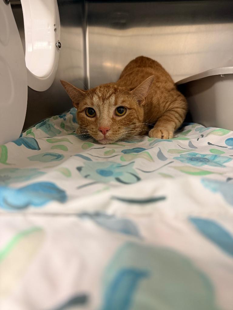 Marsha, Adopted, Young Female Domestic Short Hair.