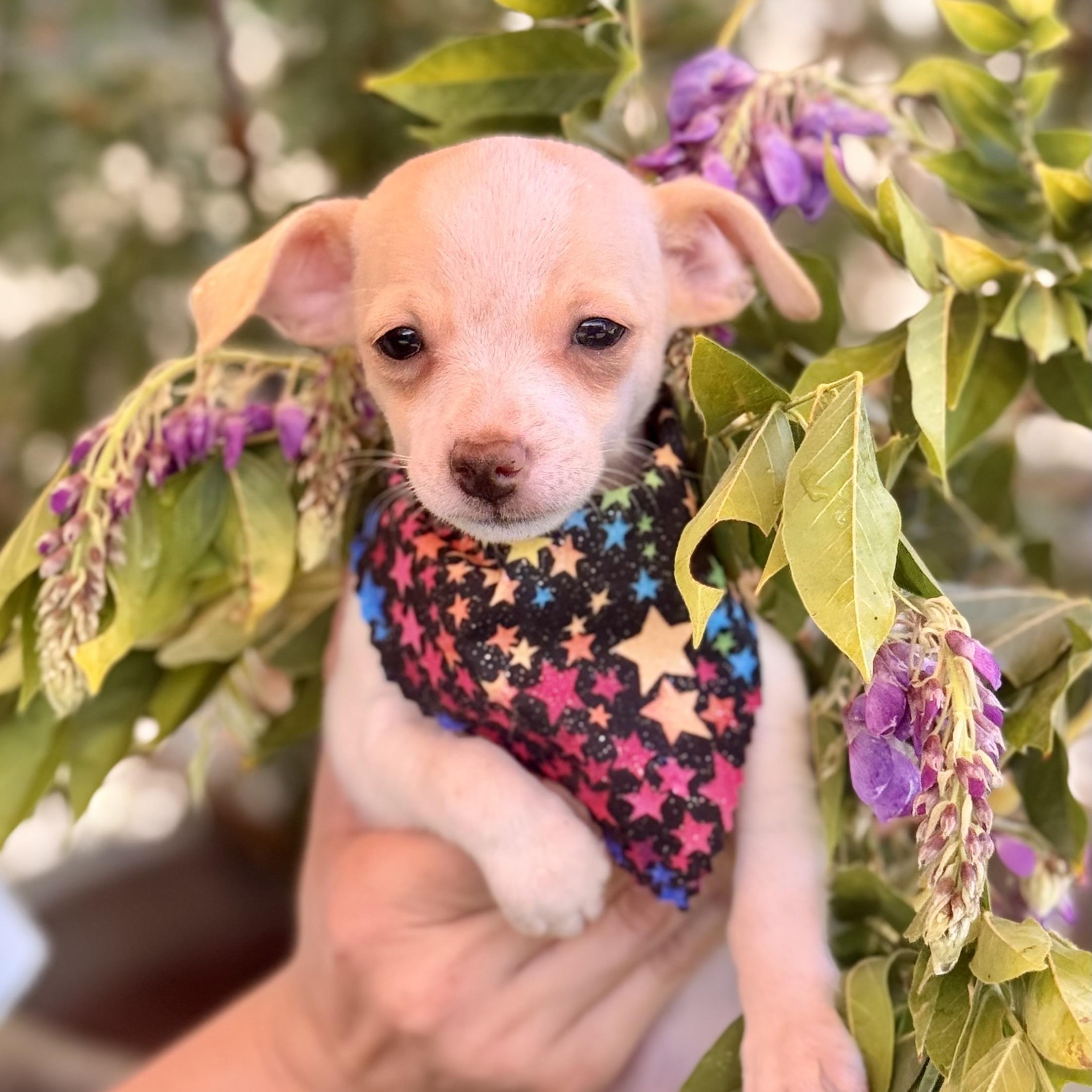 Starling, adopted, Puppy Female Chihuahua.