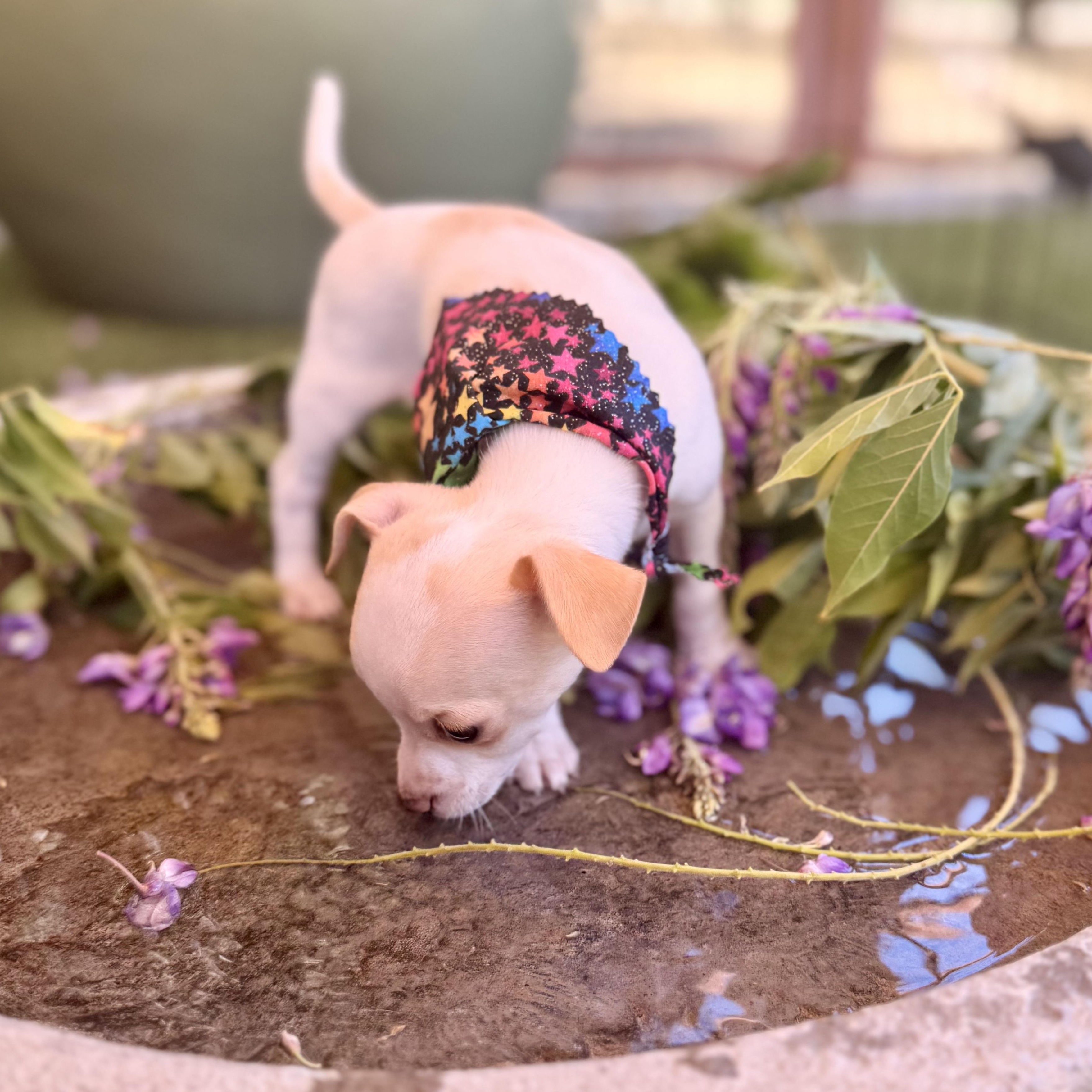 Enlarge Starling, an adopted Chihuahua in modesto, CA image 5/6