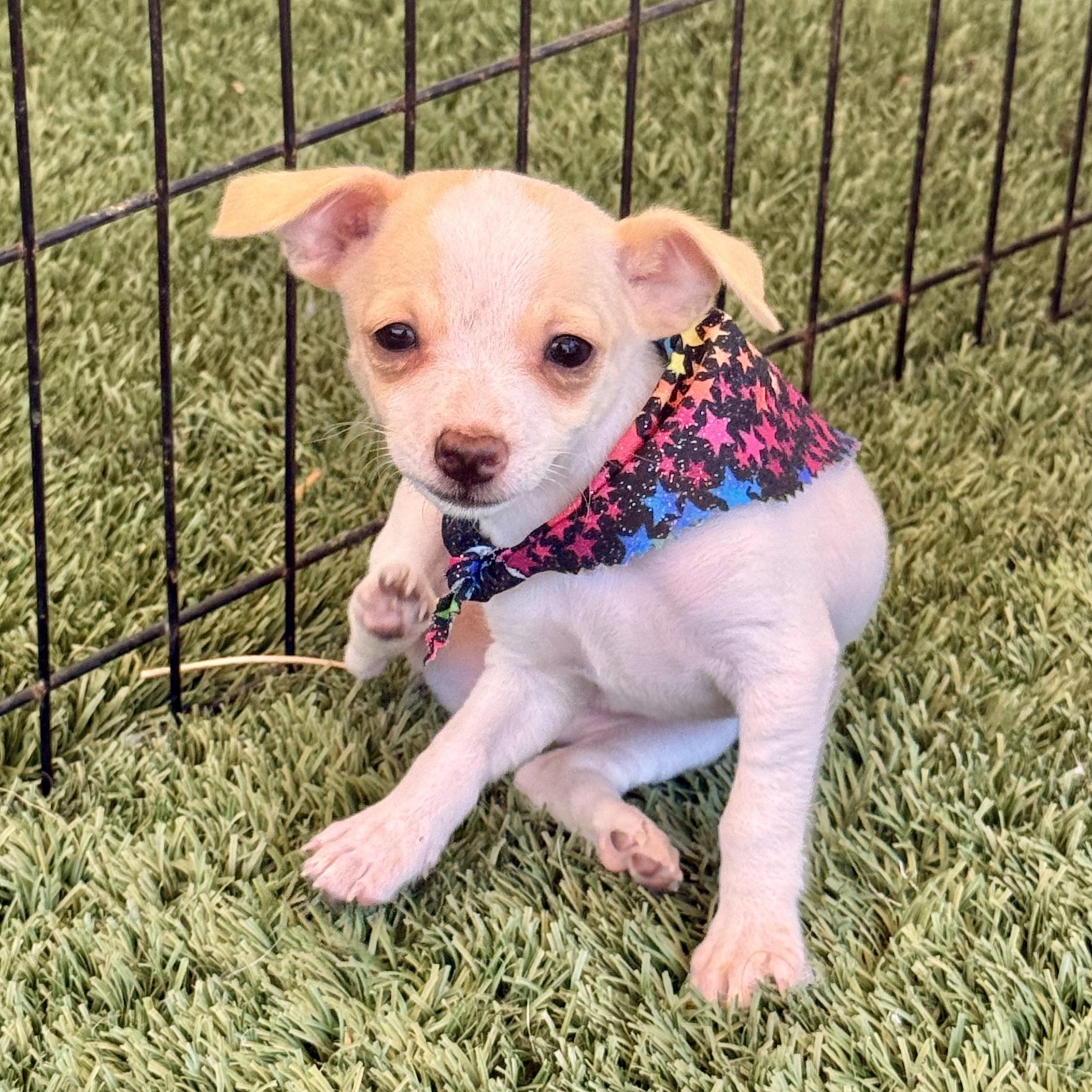Enlarge Starling, an adopted Chihuahua in modesto, CA image 6/6