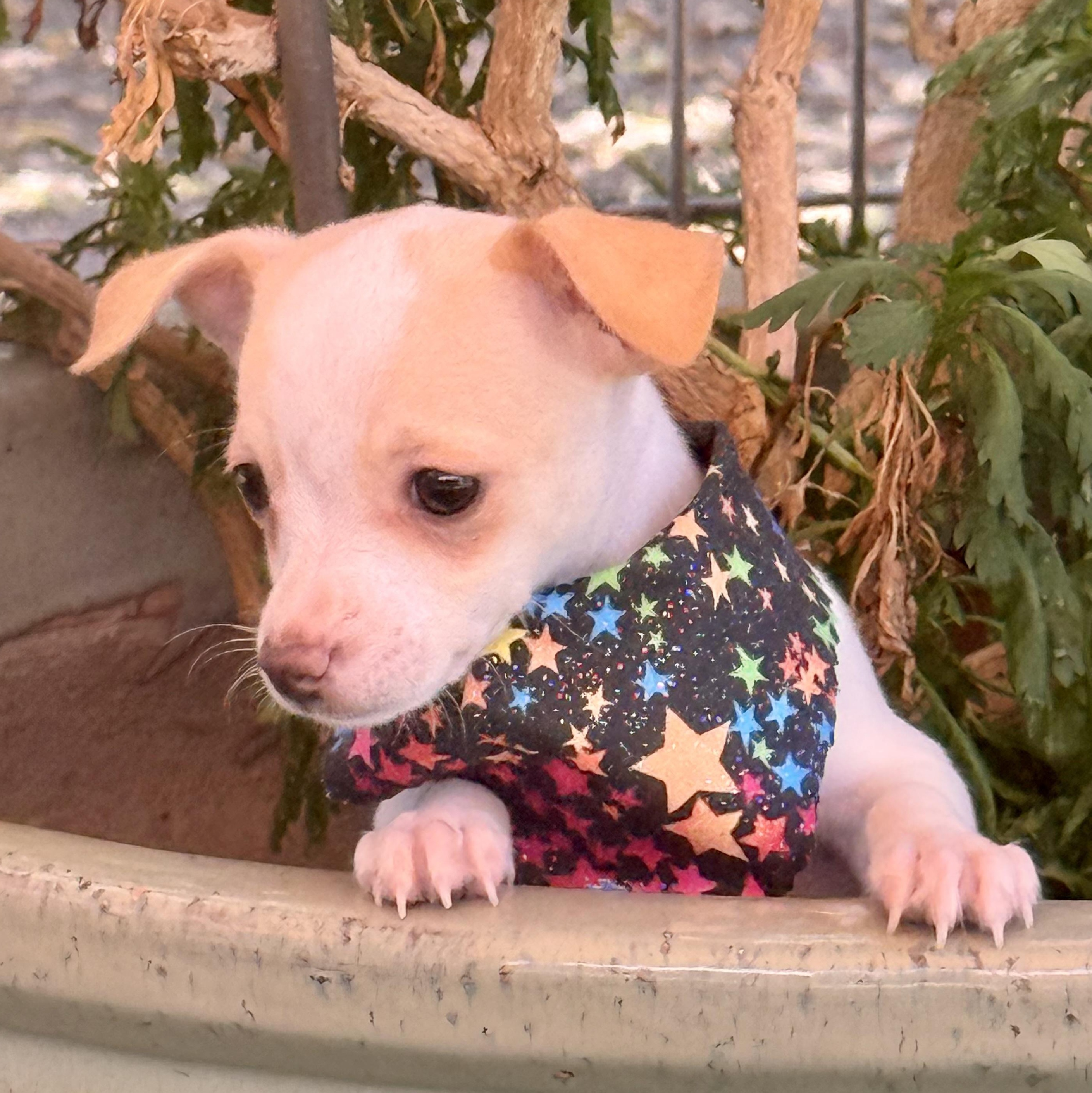 Enlarge Starling, an adopted Chihuahua in modesto, CA image 3/6
