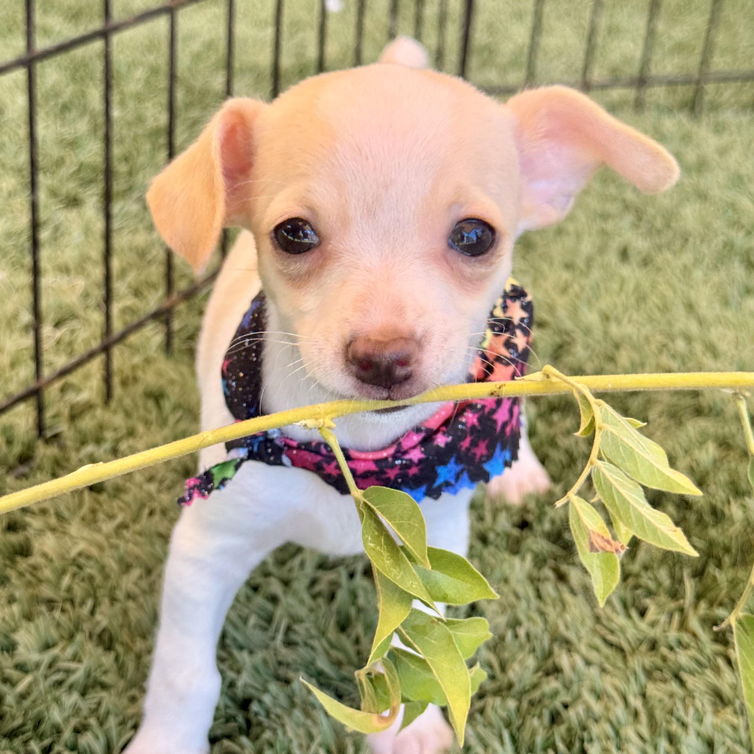 Enlarge Starling, an adopted Chihuahua in modesto, CA image 2/6