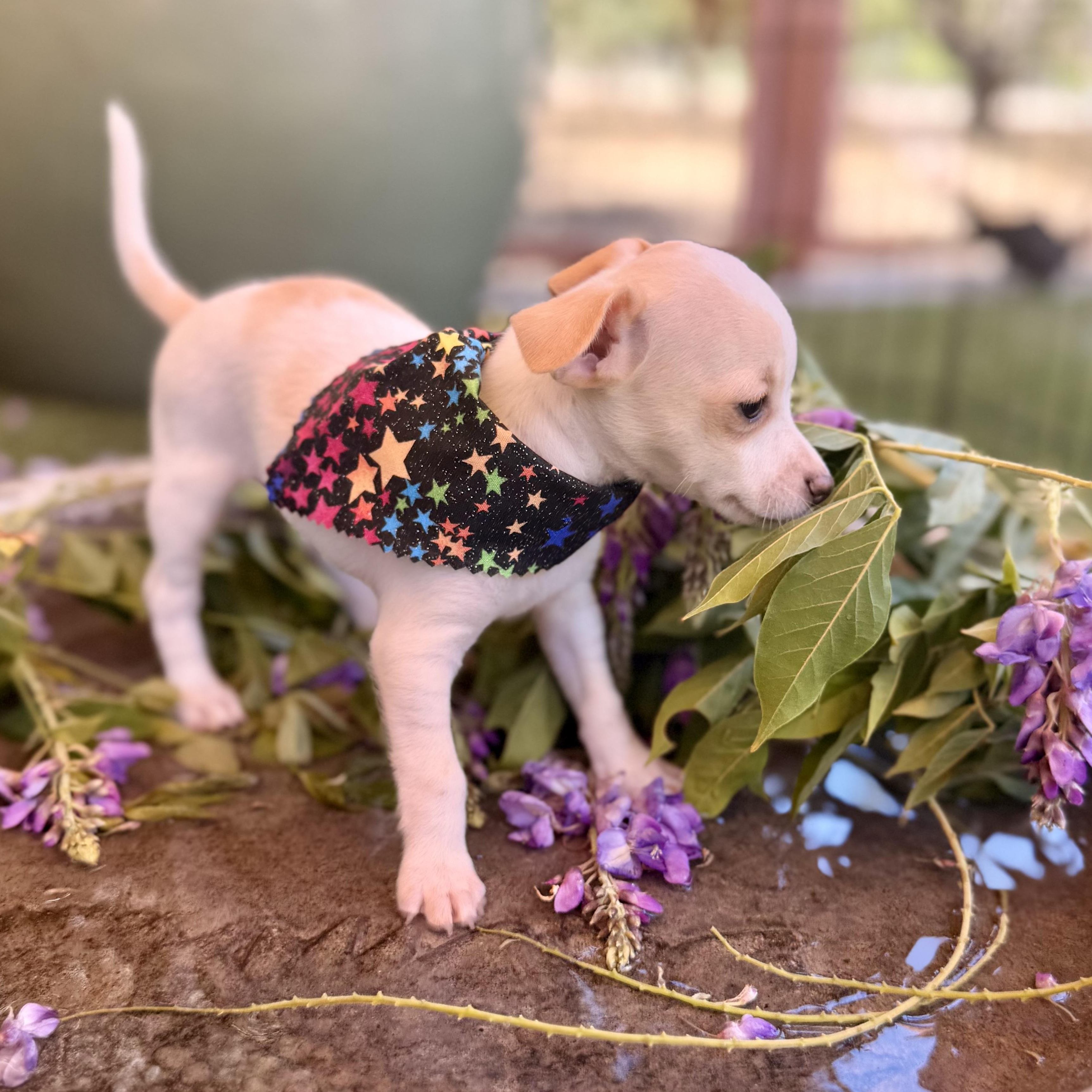 Enlarge Starling, an adopted Chihuahua in modesto, CA image 4/6