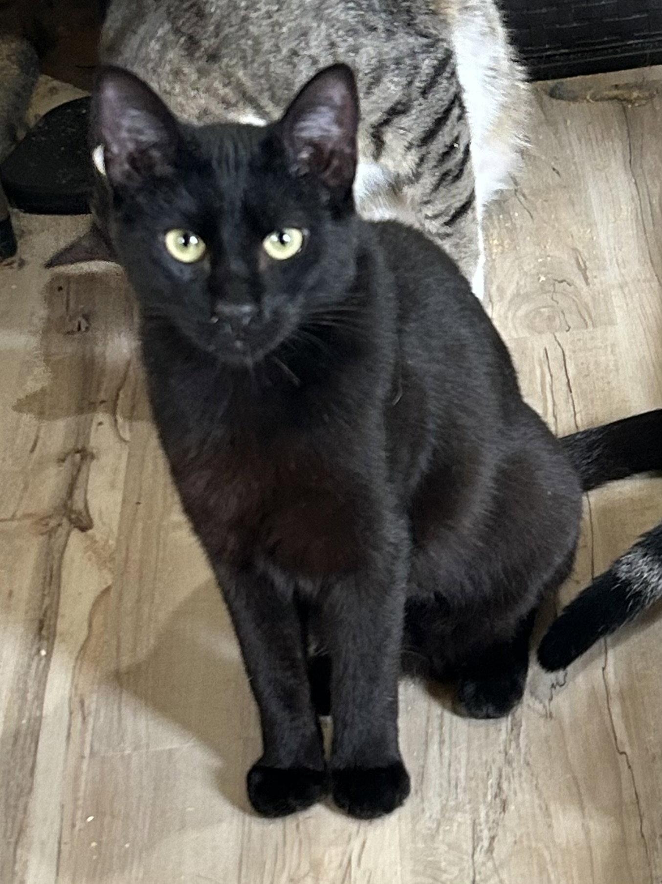 Enlarge Pitch, a Adopted Domestic Short Hair in Plano, TX image 1/2
