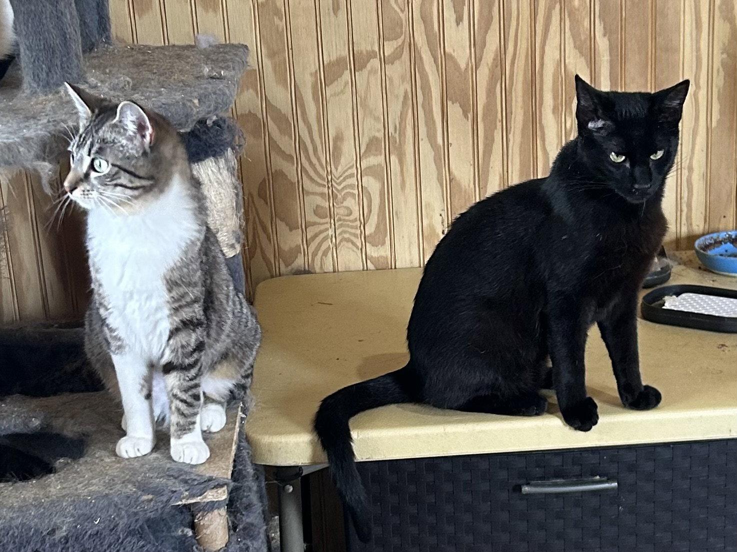 Enlarge Pitch, a Adopted Domestic Short Hair in Plano, TX image 2/2