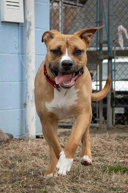 SHERA, Adoptable, Young Female Pit Bull Terrier & Mixed Breed.
