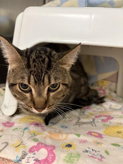 Enlarge ZIPPITY DOODAH, a Adoptable Domestic Short Hair in Minneapolis, MN image 1/1