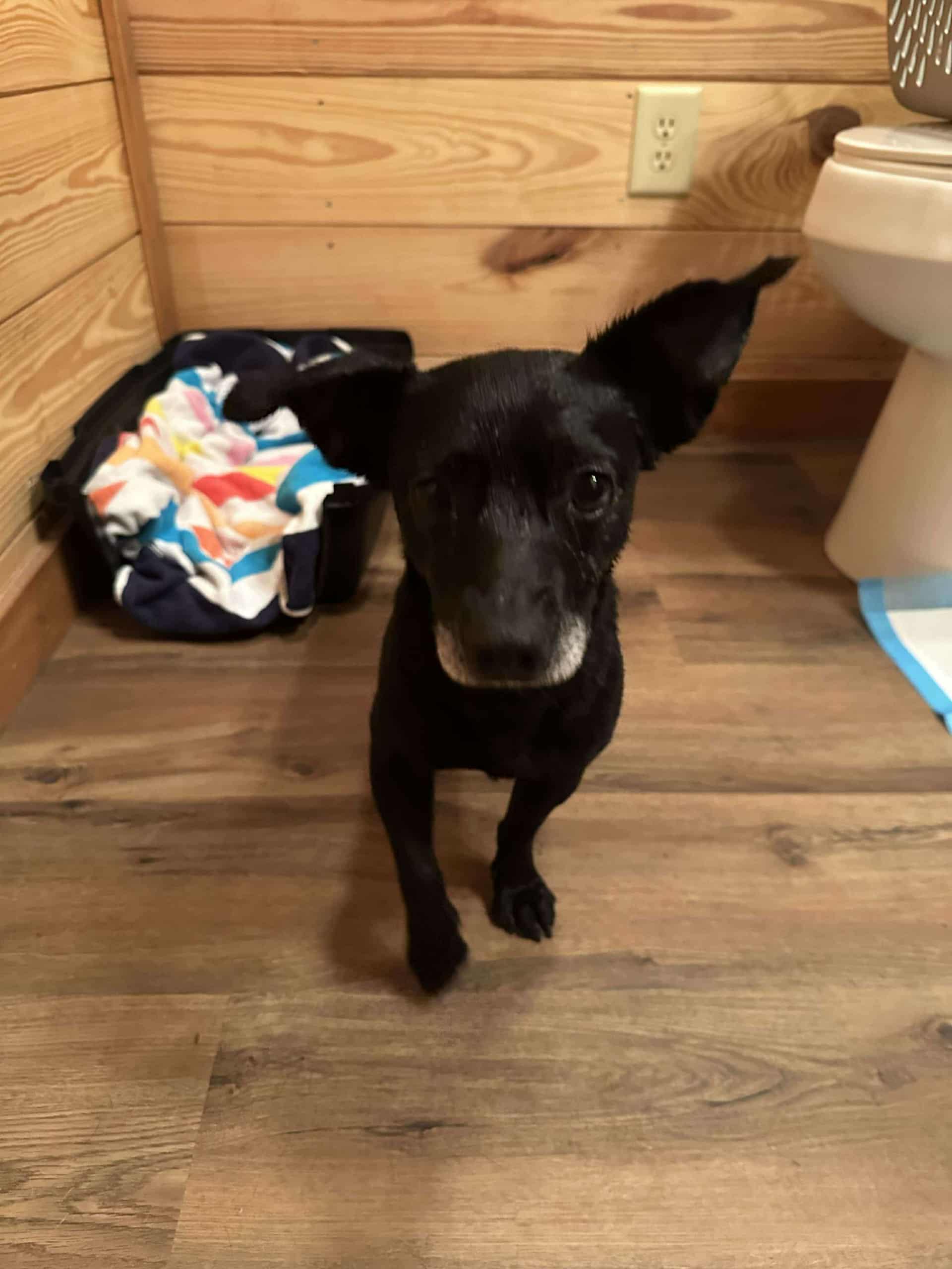 LEVI, a Adopted mixed breed in Bradenton, FL image 1/3