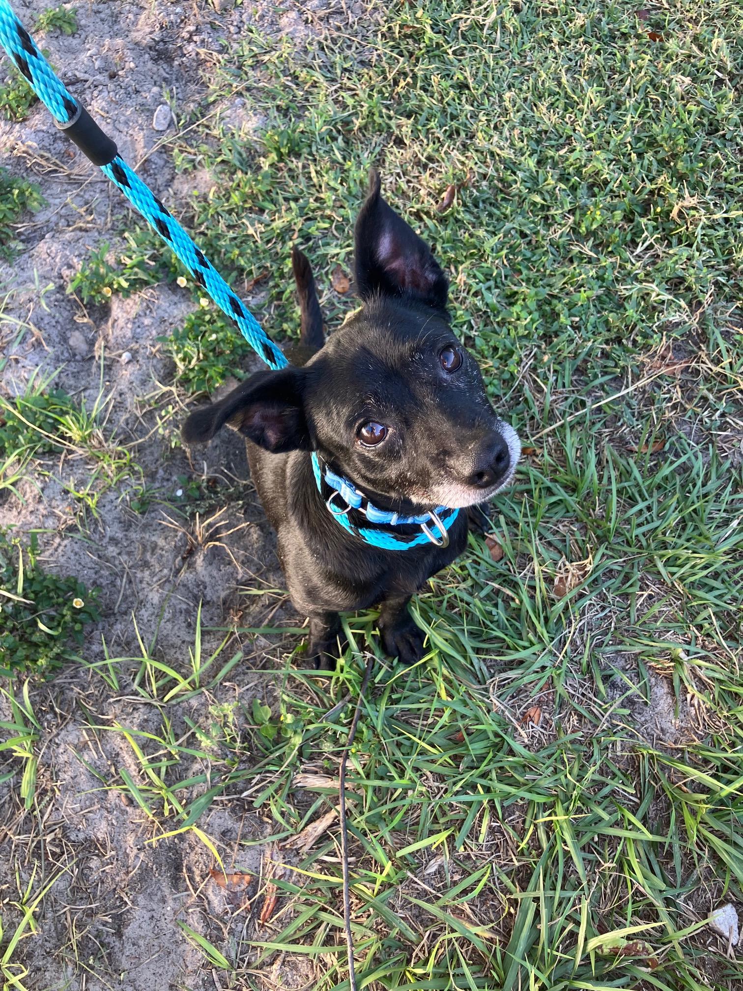 LEVI, a Adopted mixed breed in Bradenton, FL image 2/3