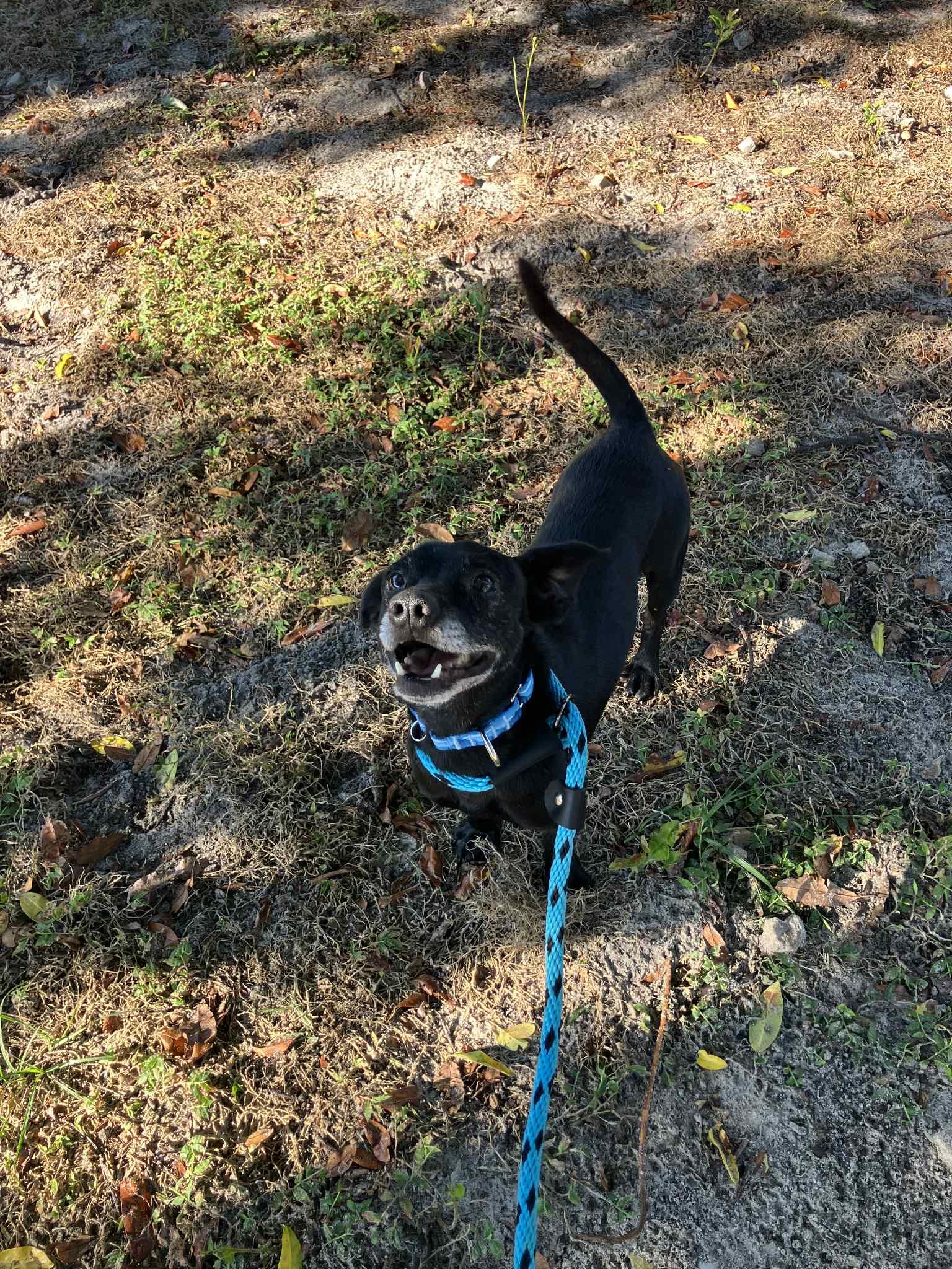 LEVI, a Adopted mixed breed in Bradenton, FL image 3/3