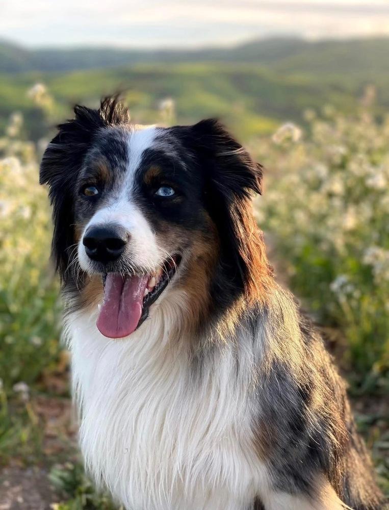1025 Goose, a Adoptable Australian Shepherd in St Louis , MO image 2/5