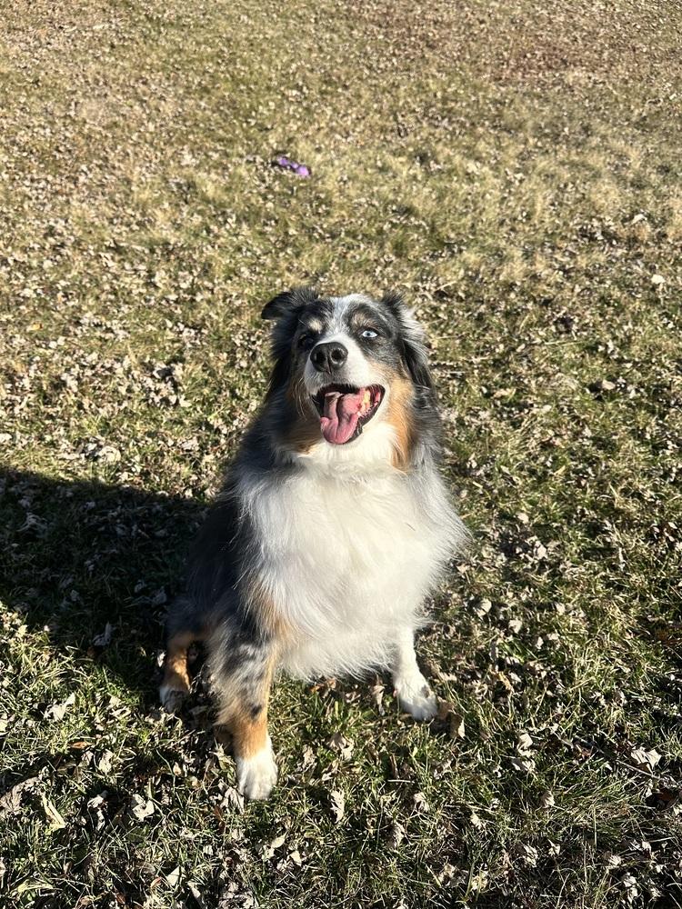 1025 Goose, a Adoptable Australian Shepherd in St Louis , MO image 3/5