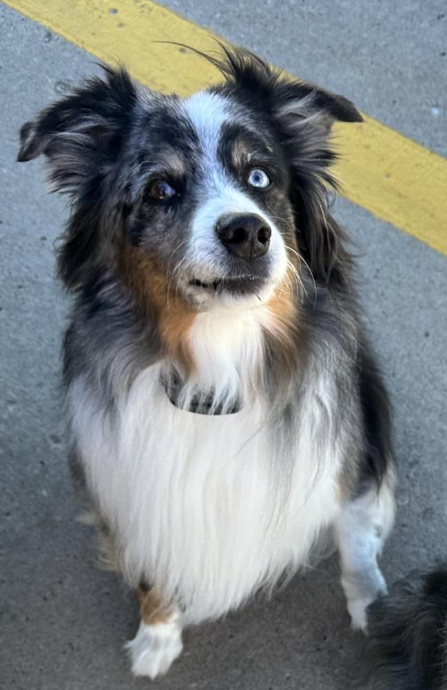 1025 Goose, a Adoptable Australian Shepherd in St Louis , MO image 4/5