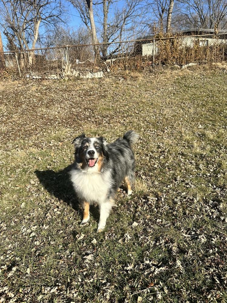 1025 Goose, a Adoptable Australian Shepherd in St Louis , MO image 5/5