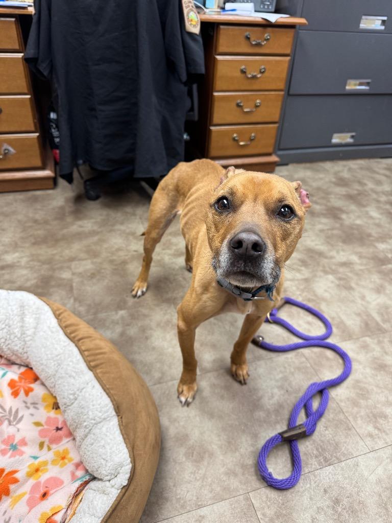 Starbuck, Adoptable, Adult Male Mixed Breed.