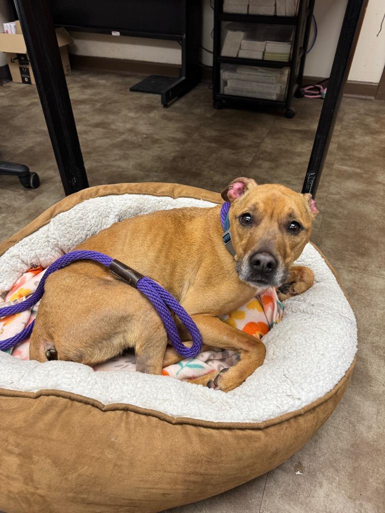 Enlarge Starbuck, a Adoptable mixed breed in Springfield, OH image 2/3