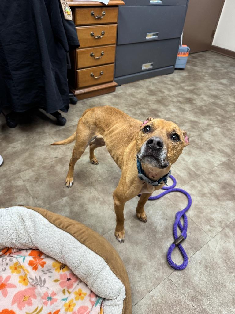 Enlarge Starbuck, a Adoptable mixed breed in Springfield, OH image 3/3