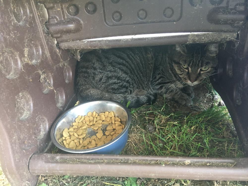 Bae, Adoptable, Senior Female Domestic Short Hair.