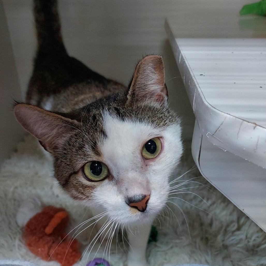 Enlarge Shrimp, a Adoptable Domestic Short Hair in Ephrata, PA image 1/5