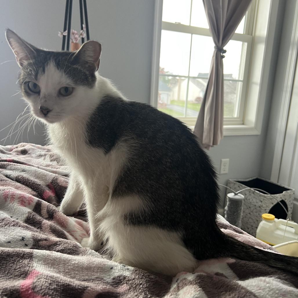 Enlarge Shrimp, a Adoptable Domestic Short Hair in Ephrata, PA image 1/3