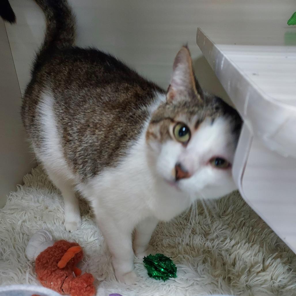 Enlarge Shrimp, a Adoptable Domestic Short Hair in Ephrata, PA image 3/5