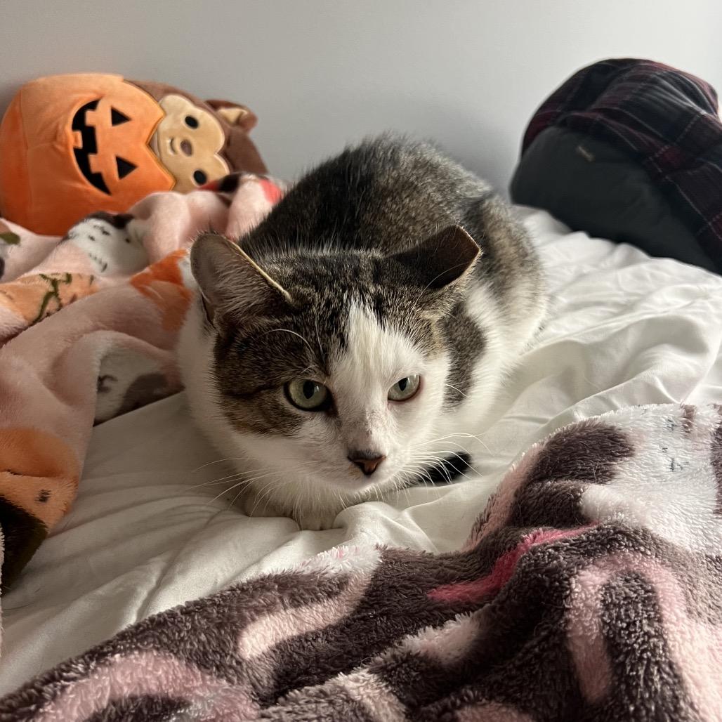 Enlarge Shrimp, a Adoptable Domestic Short Hair in Ephrata, PA image 2/3