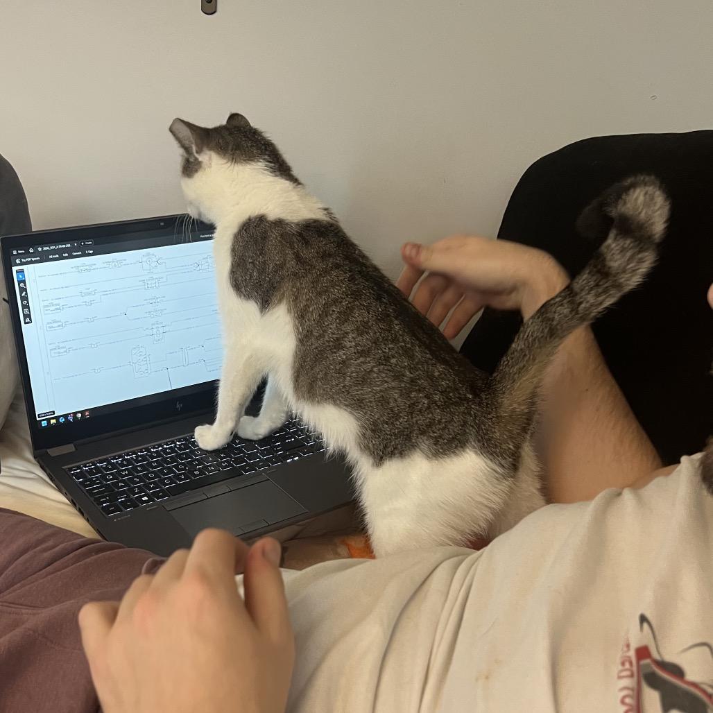 Enlarge Shrimp, a Adoptable Domestic Short Hair in Ephrata, PA image 3/3