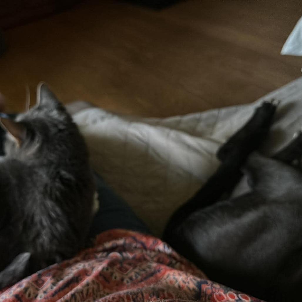 Enlarge Dream, a Adoptable mixed breed in Saugerties, NY image 3/5