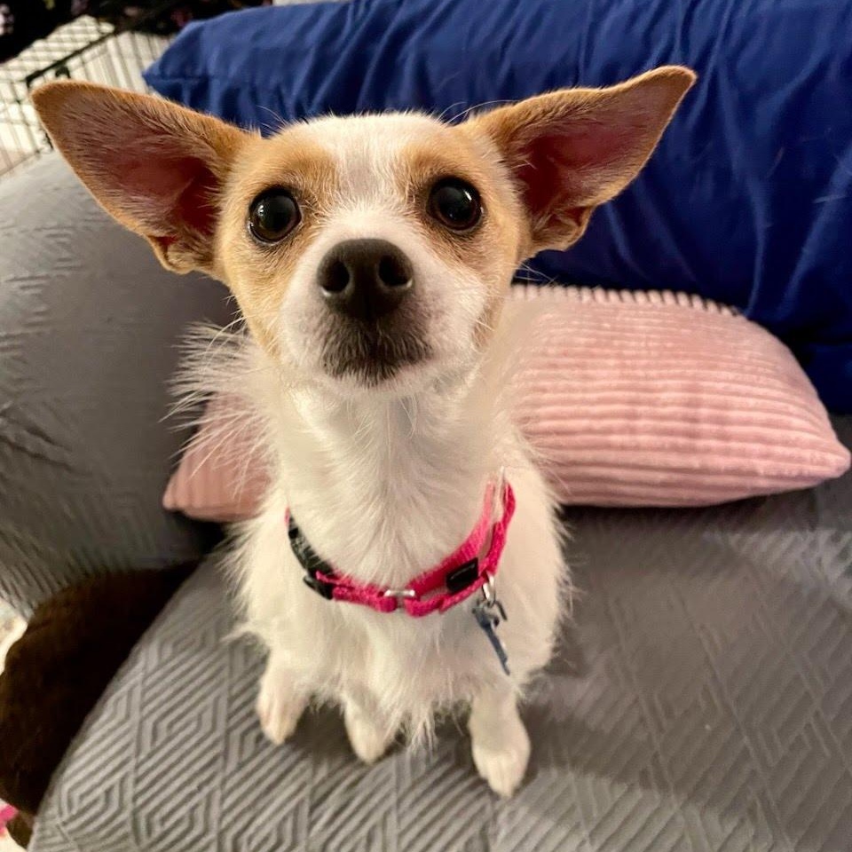 Enlarge Daisy, a Adoptable mixed breed in Hopkinton, MA image 2/6